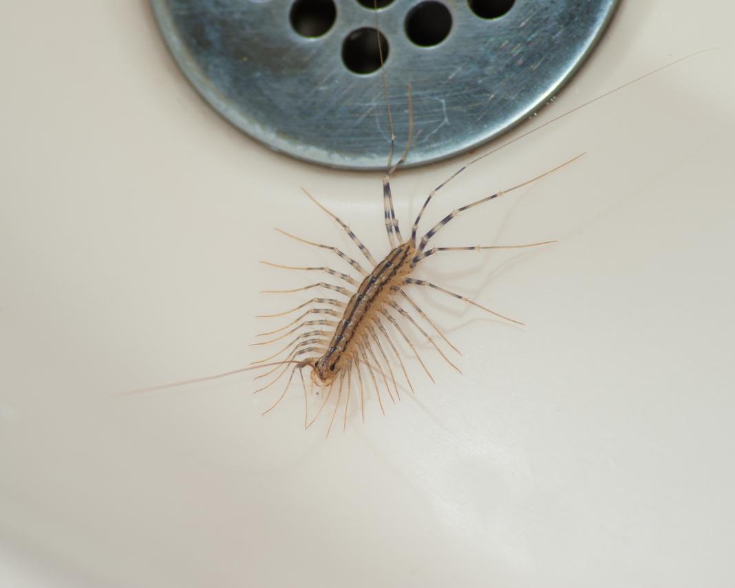 Centipede in Crawl Space