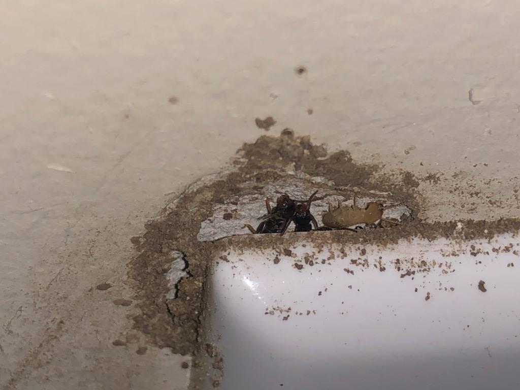 Termite Damage
