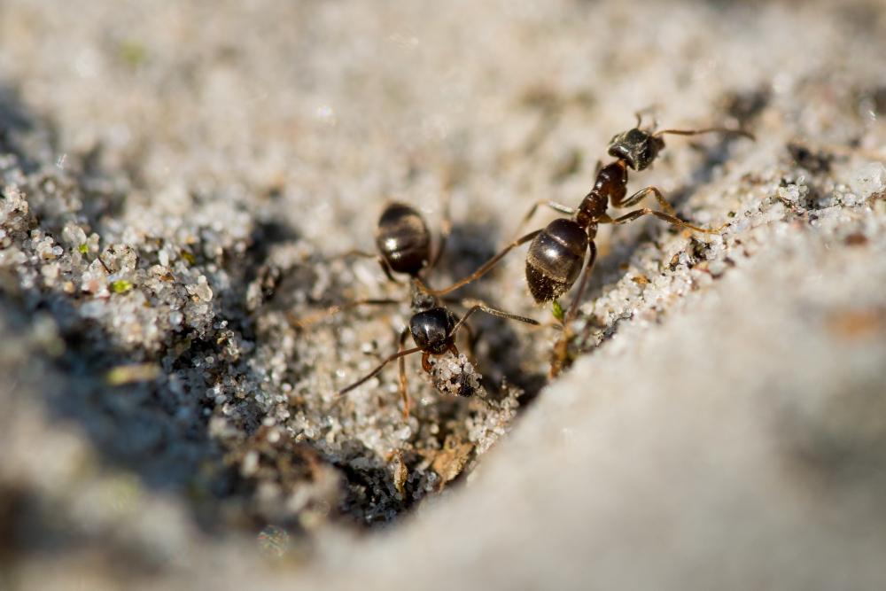 ant-infestation image Signs of an Ant Infestation