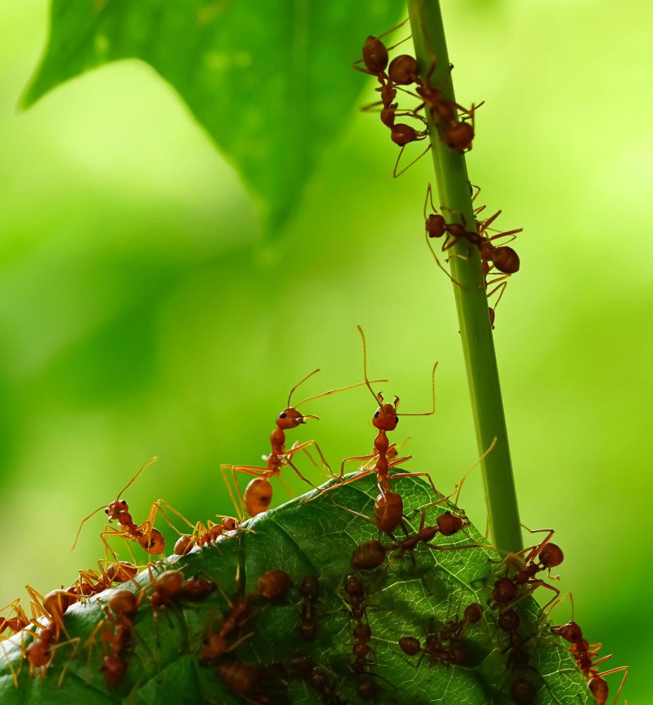 ants image Ants in the Carolinas
