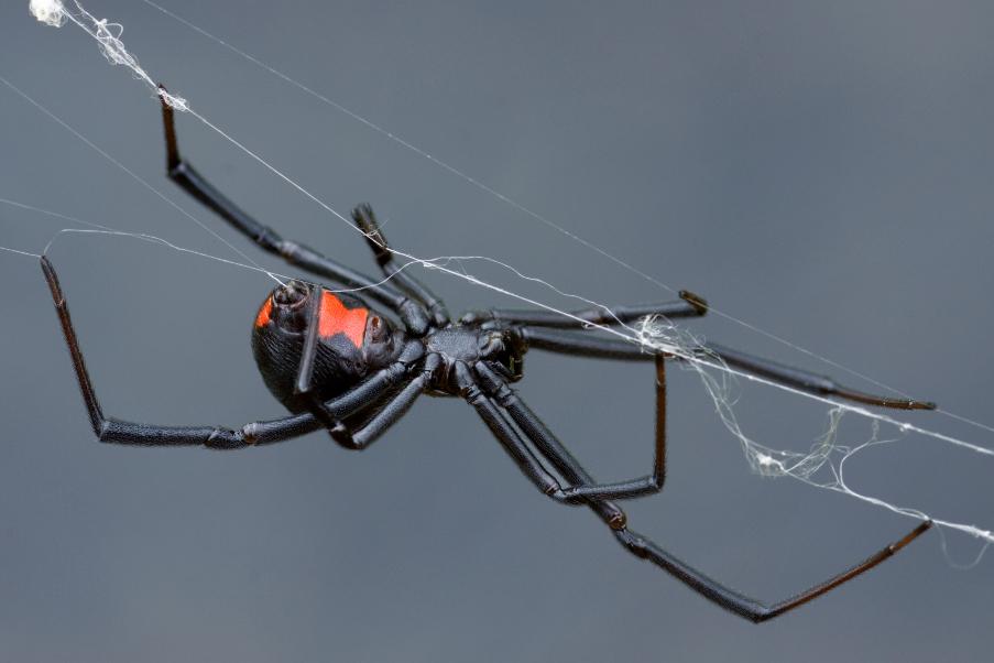 black-widow-spider image Spider Web Activity
