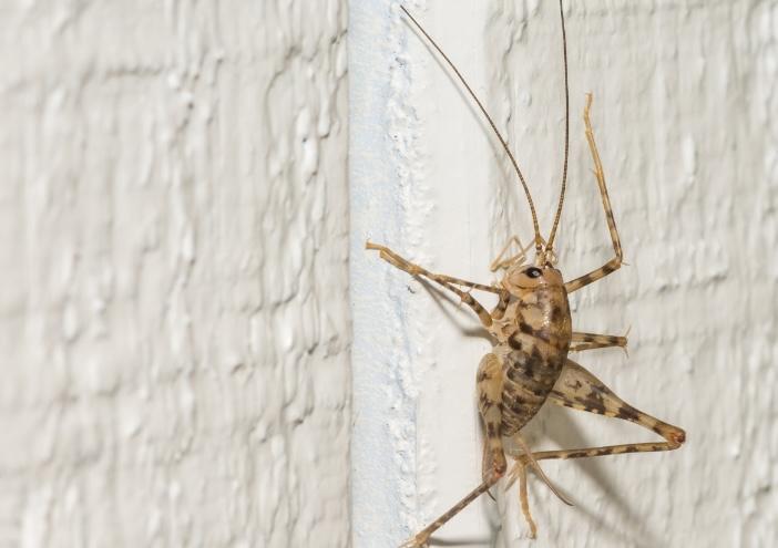 camel-cricket image Cricket Signs