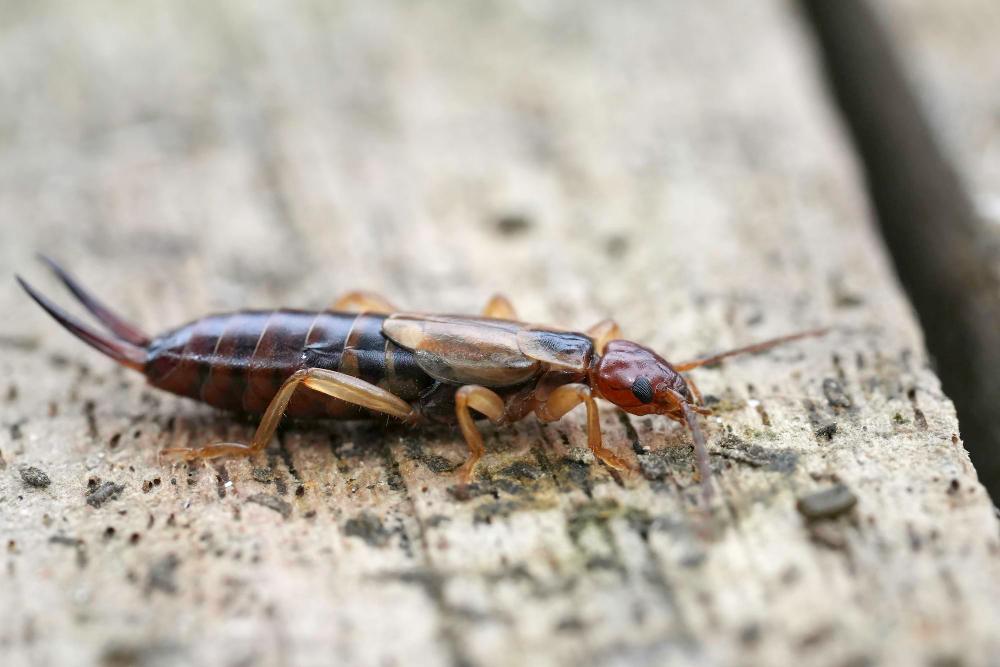 earwig-consultation image McDuffie Pest Control Van