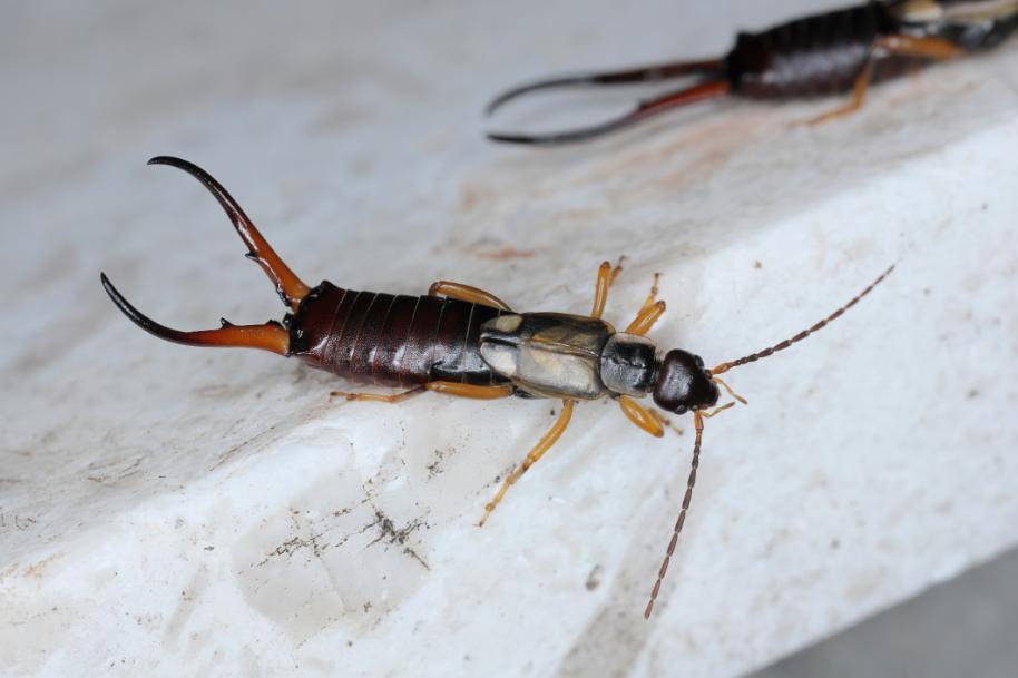 earwig-problem image Earwig Garden Damage
