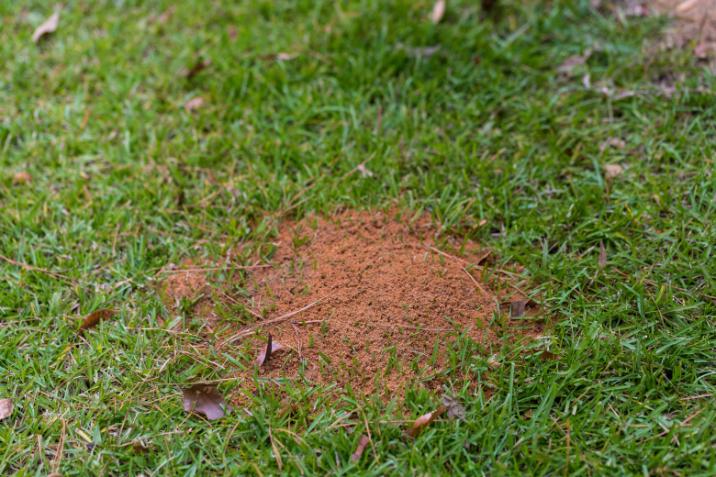 Fire Ant Sting Reaction