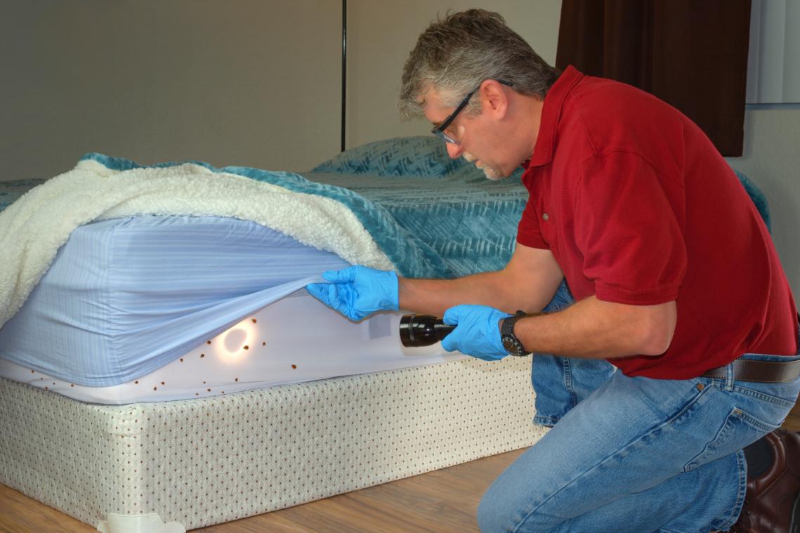 Signs of Bed Bugs