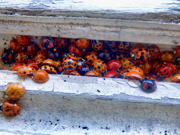lady-beetles image Beetle Damage