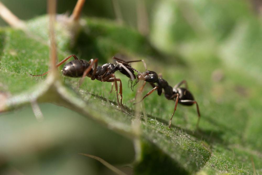 mcduffie-pest-control-ants-on-plant-stem image mcduffie pest control ants on plant stem