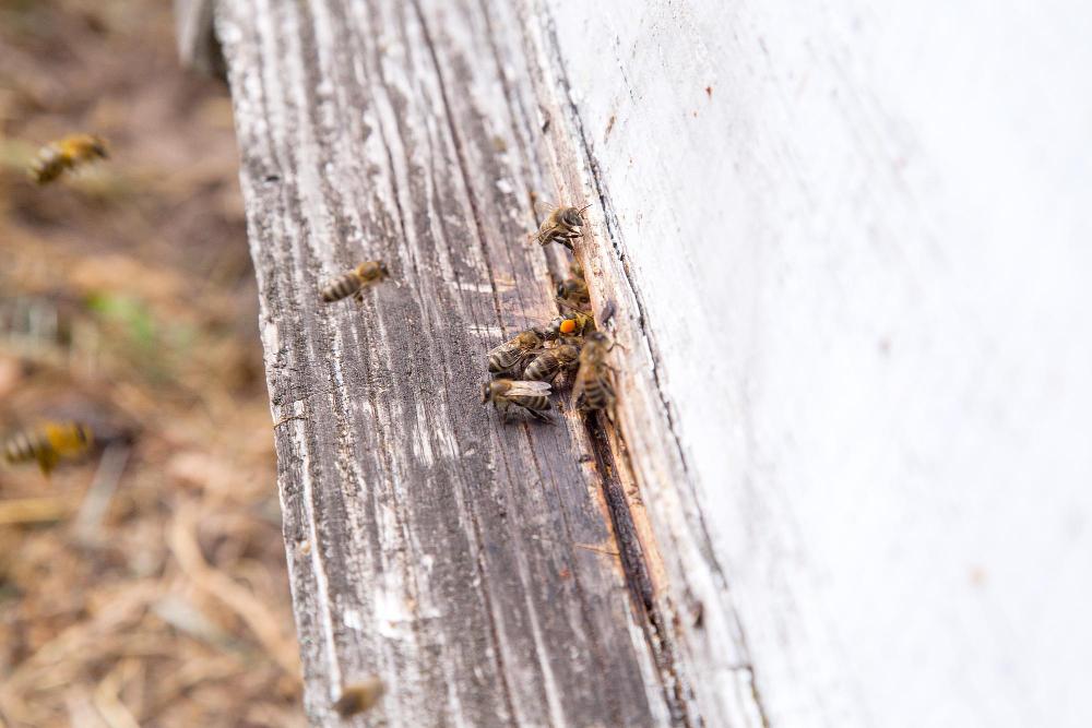 mcduffie-pest-control-bees-entering-structure image mcduffie pest control bees entering structure