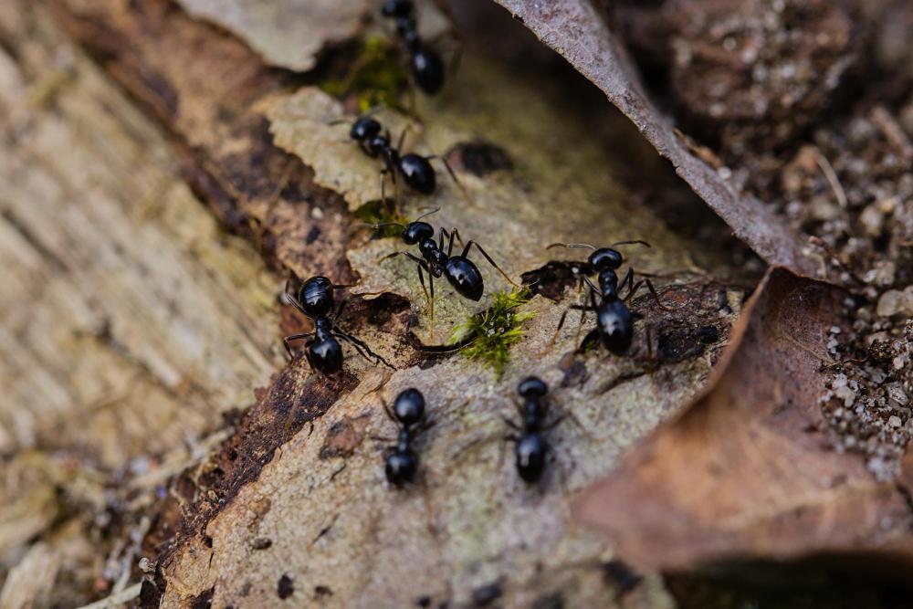 mcduffie-pest-control-black-ants-on-leaves image mcduffie pest control black ants on leaves