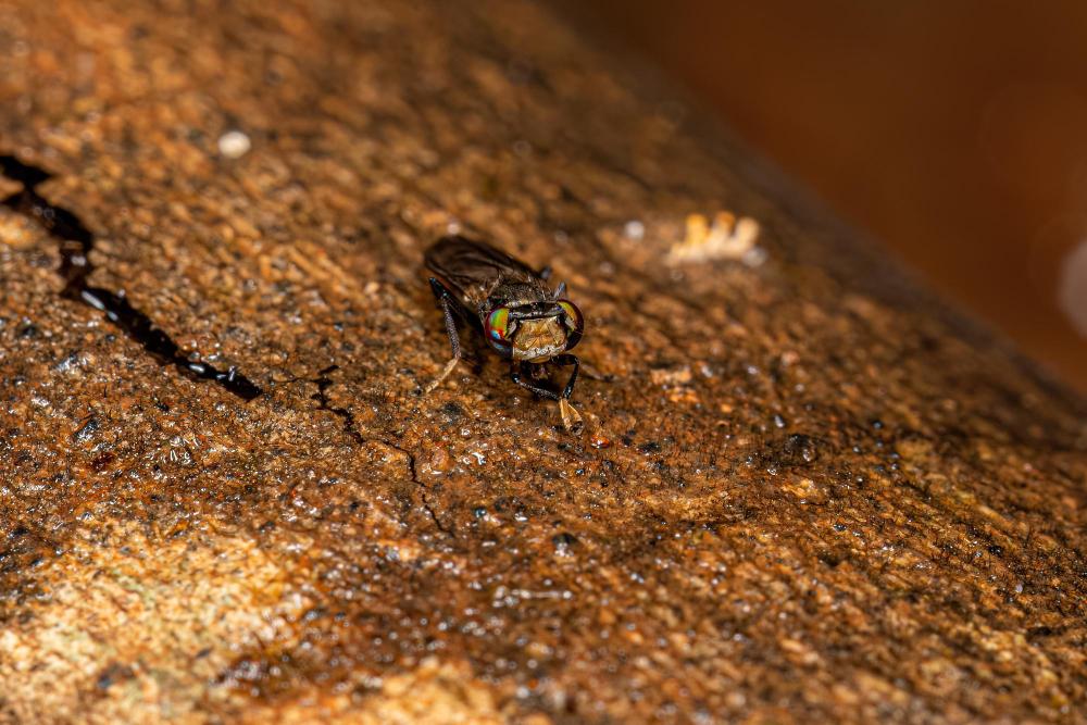 mcduffie-pest-control-boxelder-bug image mcduffie pest control boxelder bug
