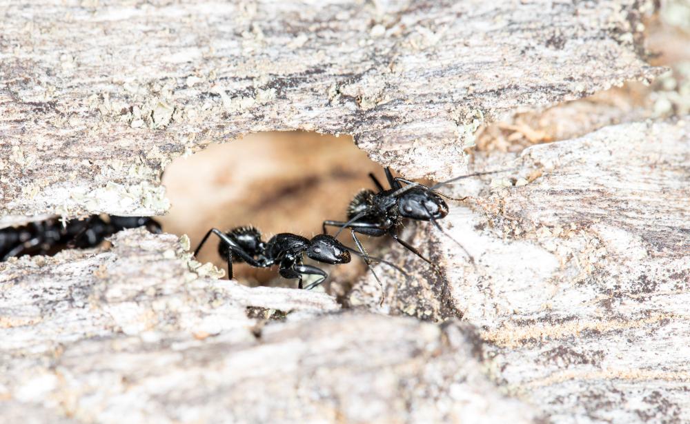 mcduffie-pest-control-carpenter-ants-in-wood image mcduffie pest control carpenter ants in wood
