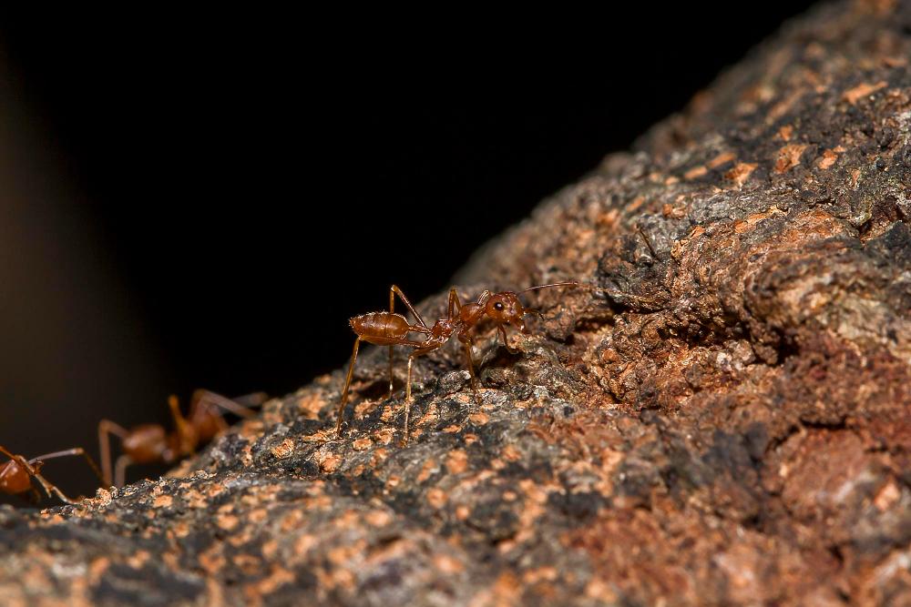 mcduffie-pest-control-fire-ant-colony image mcduffie pest control carpenter ants in wood