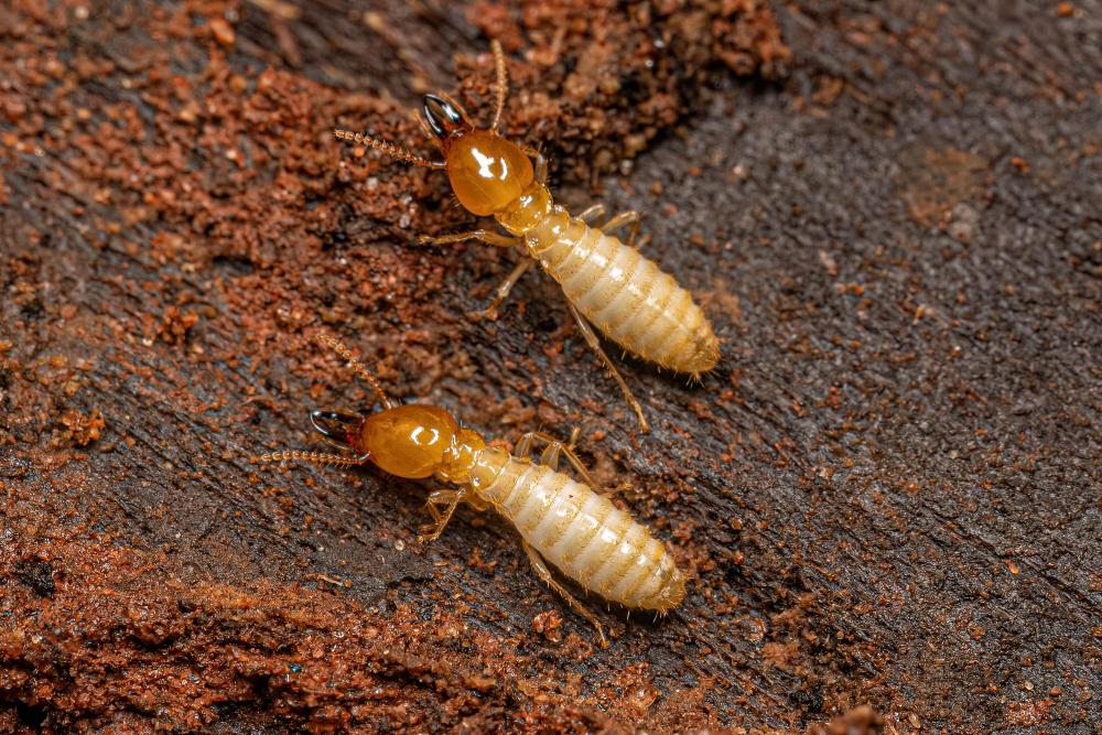 mcduffie pest control fire ant colony