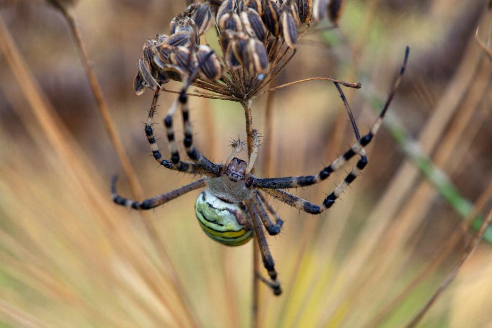 mcduffie pest control garden spider close up