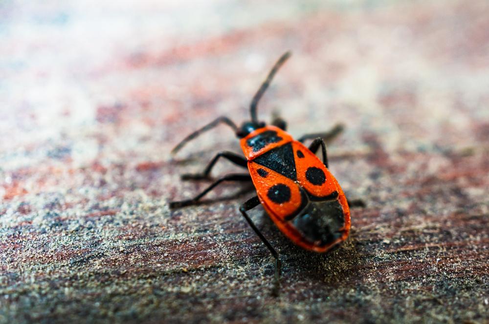 mcduffie pest control ground insect larva