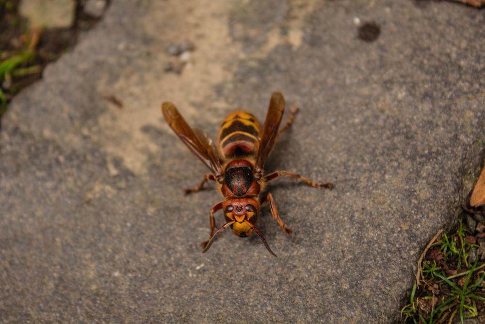 mcduffie pest control hornet on ground