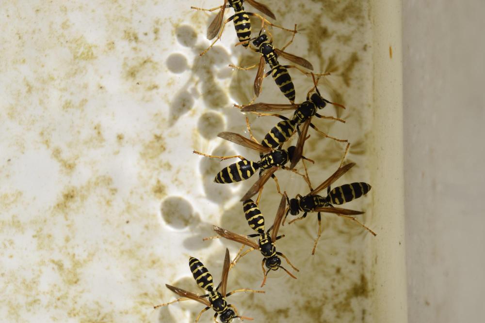 mcduffie pest control paper wasps group