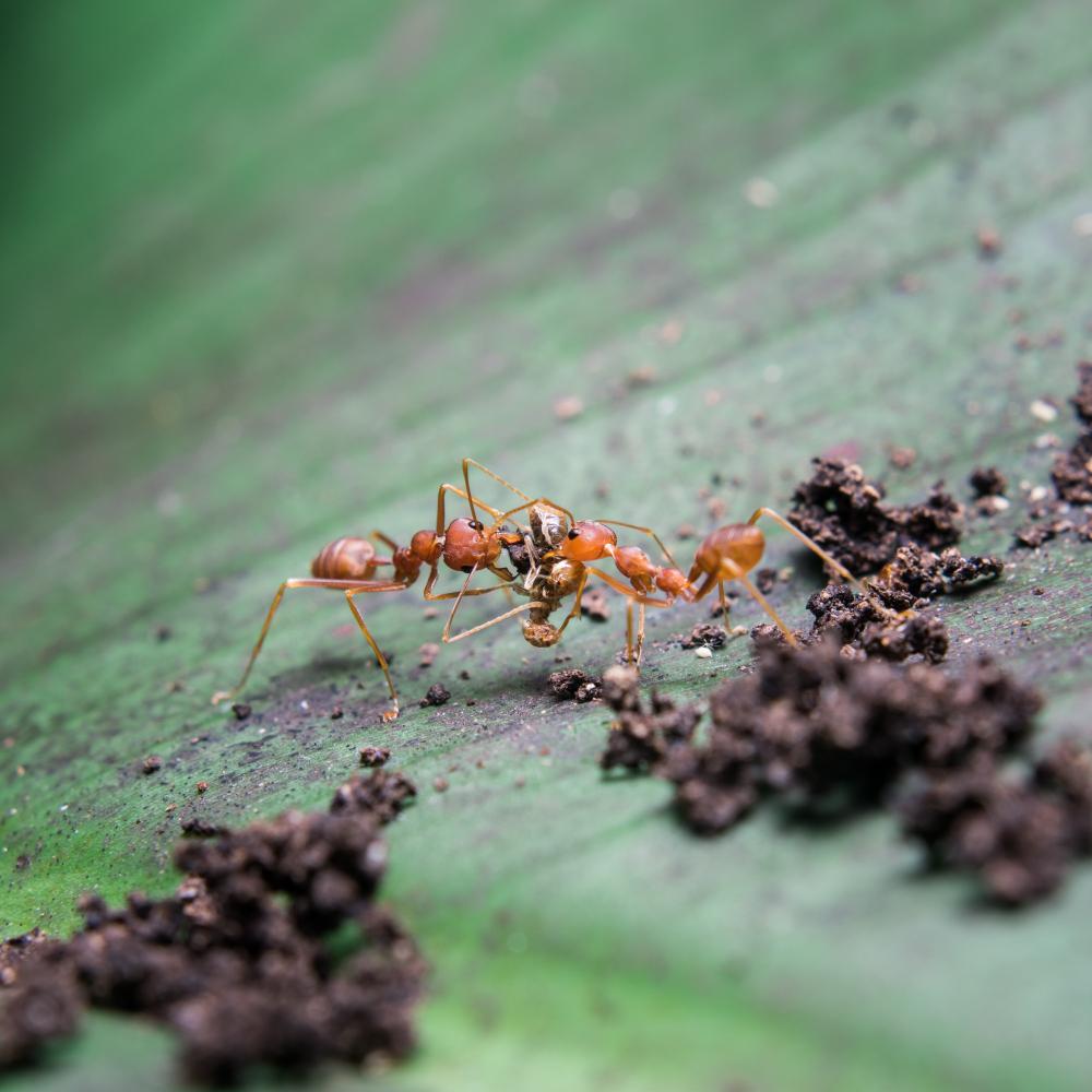 mcduffie pest control red ants carrying food