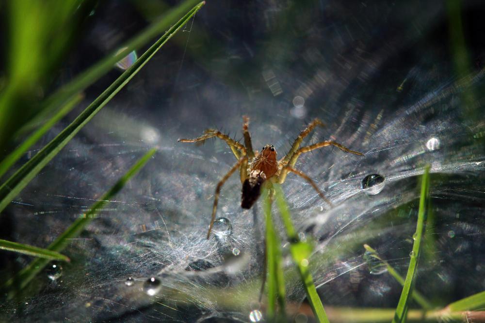mcduffie pest control spider web dew