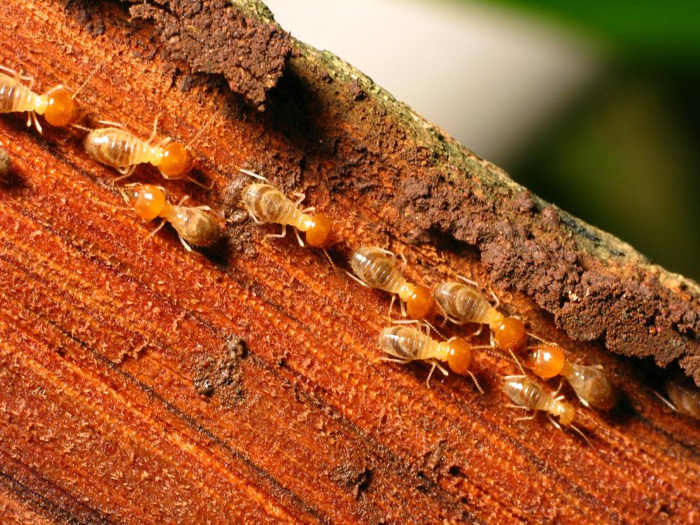 mcduffie pest control termites in wood damage