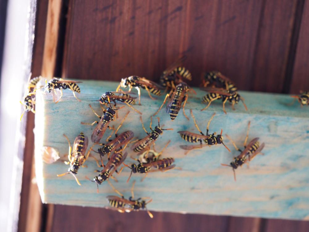 mcduffie pest control wasp infestation wood