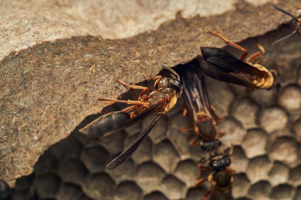 mcduffie pest control wasp nest close up