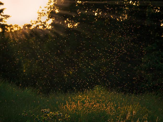 mosquitos-in-the-sunset image Mosquito Breeding Sites