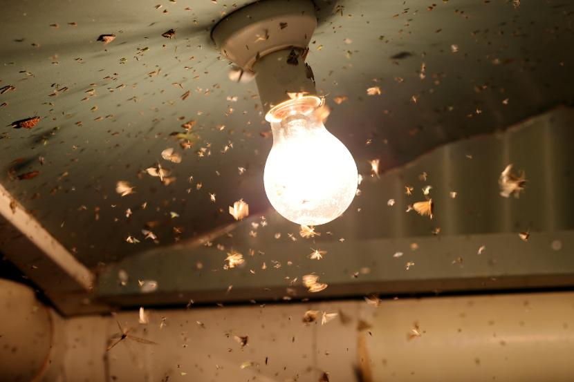 Moth Damage to Fabric