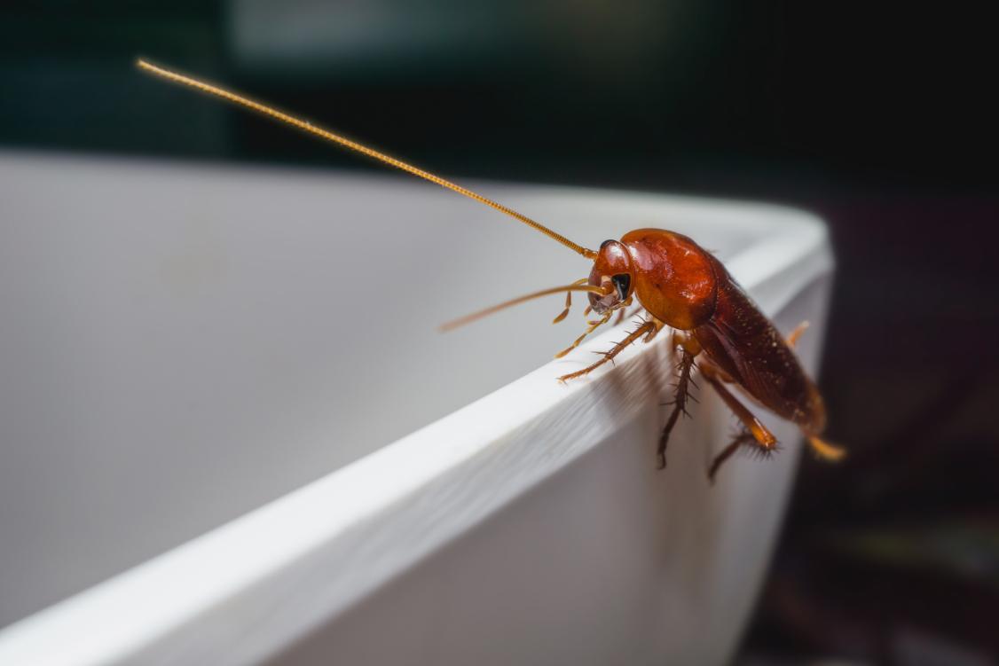 roach-in-home image McDuffie Pest Control Van