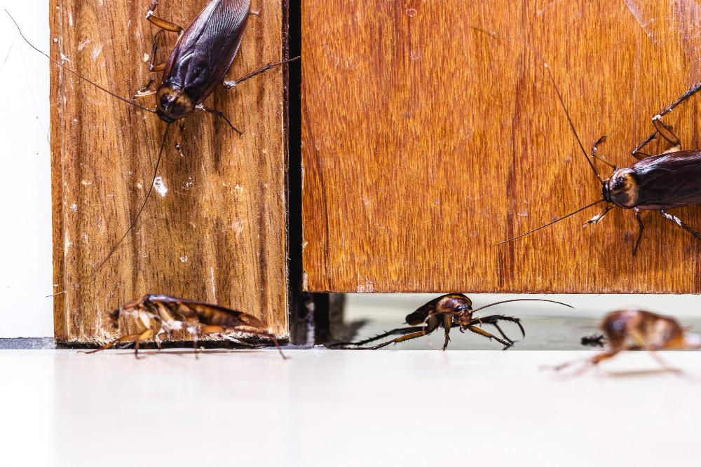 roaches image Signs of a Cockroach Infestation