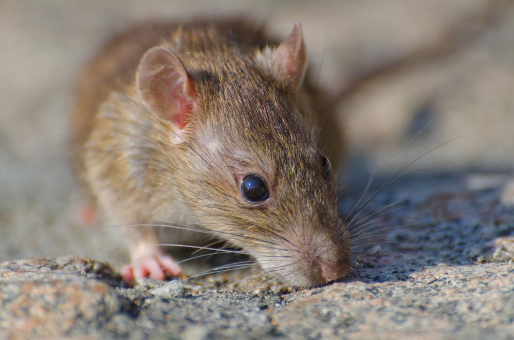 Signs of Rodent Activity