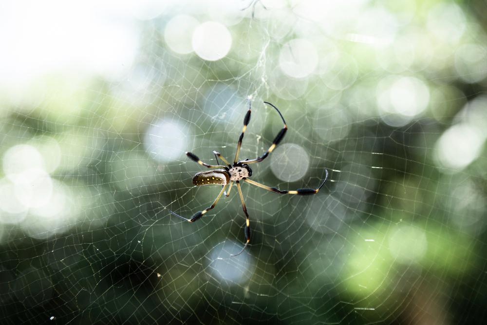 Spider Control Treatment