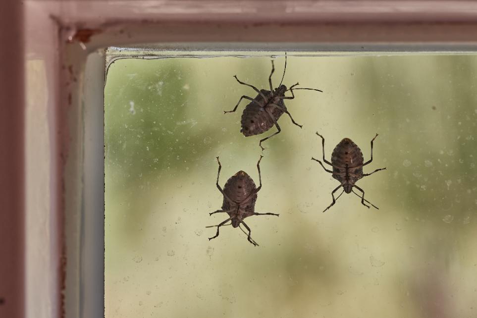 Stink Bugs on Exterior Wall