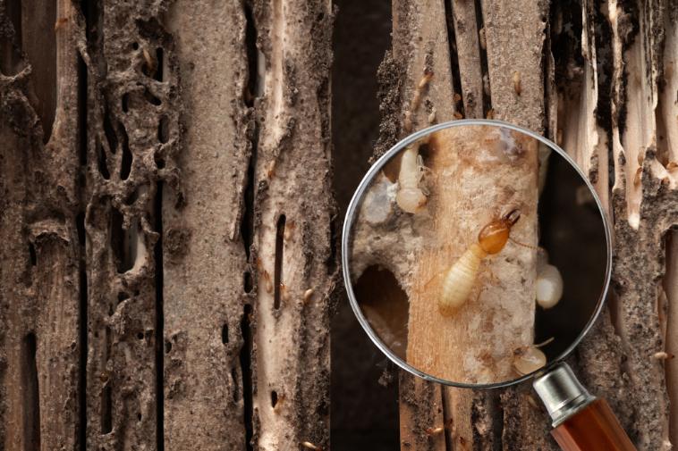 termite-inspection-in-home image McDuffie Pest Control Van