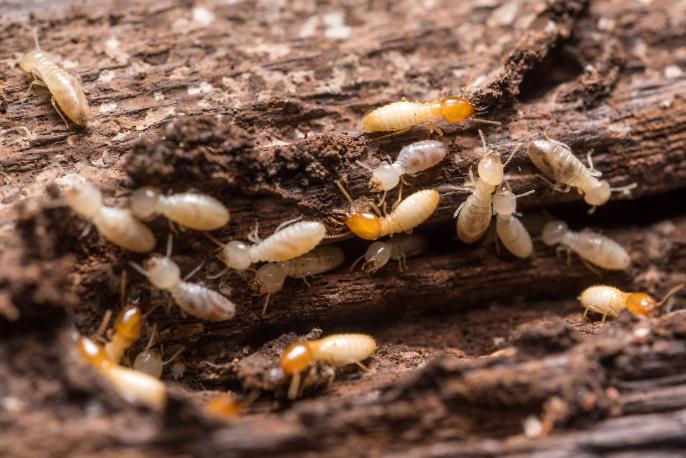 termites-destroying-wood image Termite Damage Signs