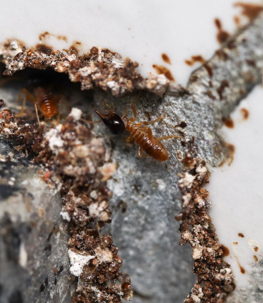 termites-on-wood image Wood-Destroying Insect Report Inspection