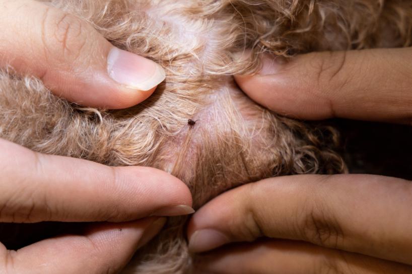Flea and Tick Signs