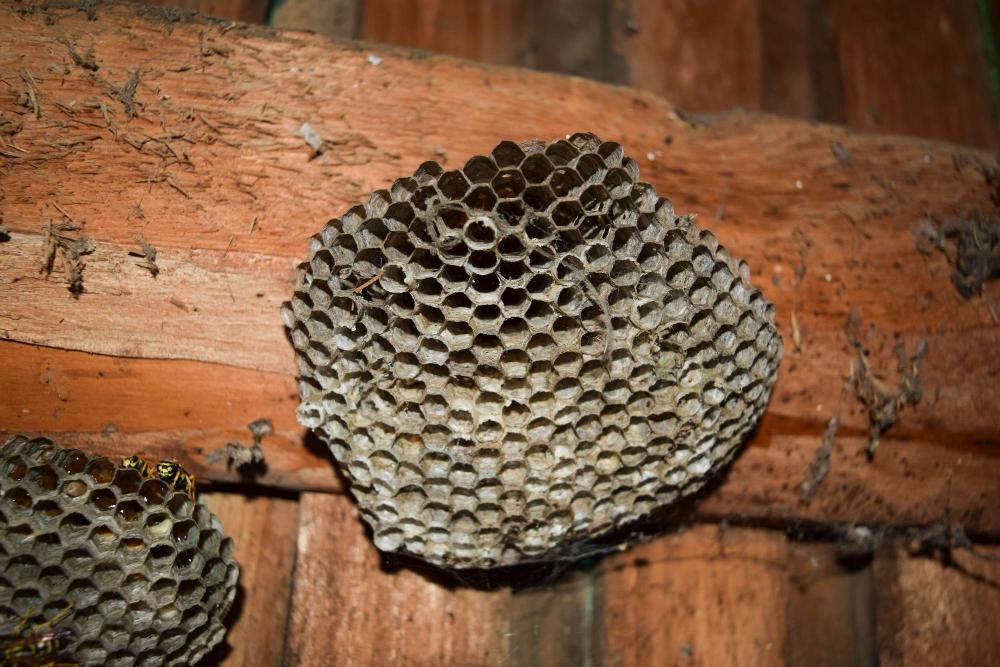 wasp-nest-removal image McDuffie Pest Control Van