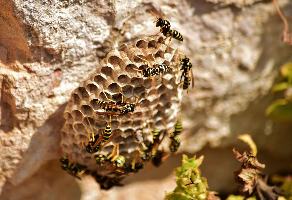 wasps image Wasp Nest Removal