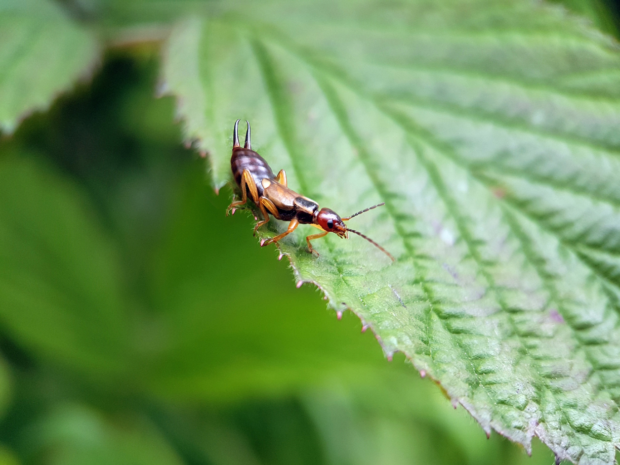 AdobeStock_582505239 image termites in wood