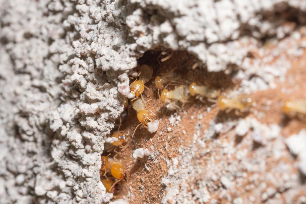 Termite Control in Leland, NC