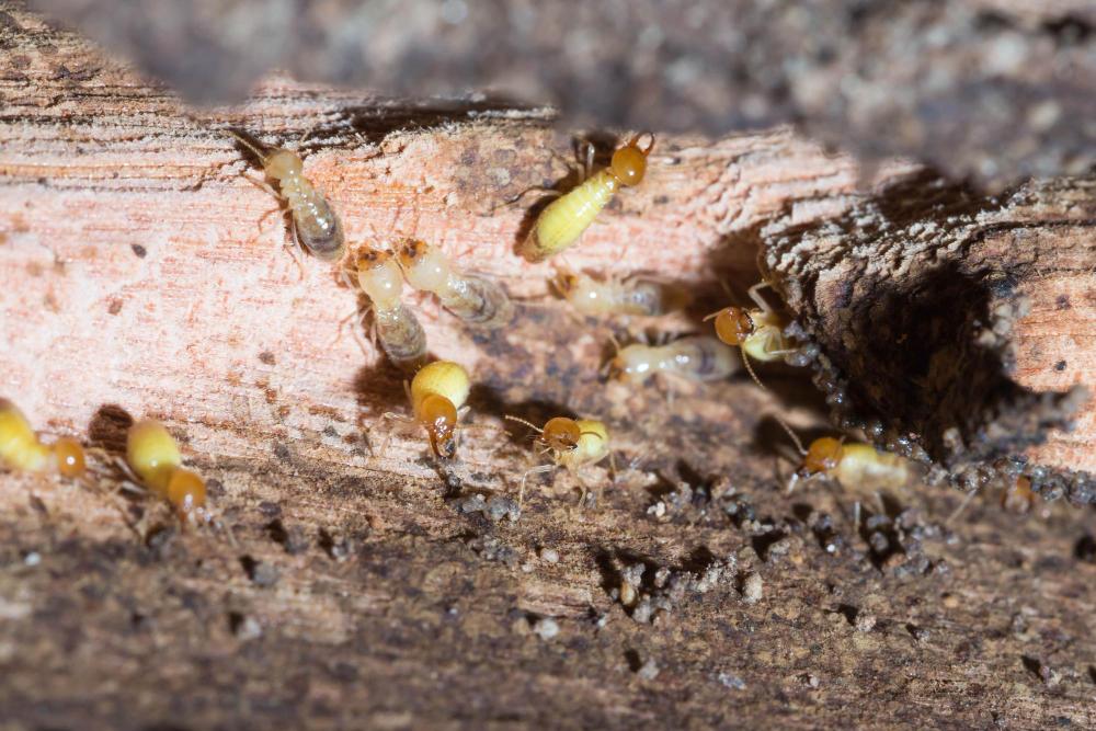 Termite Control in Lumberton, NC