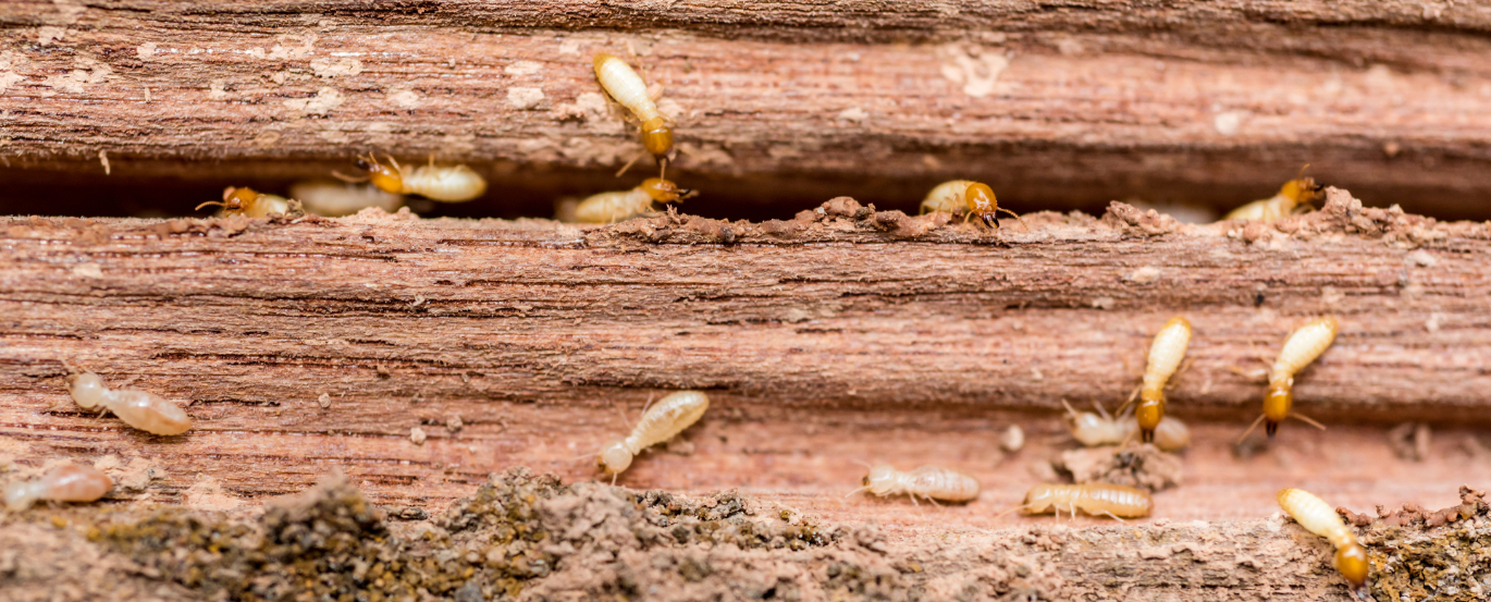 Termiteseatingwood image termites in wood