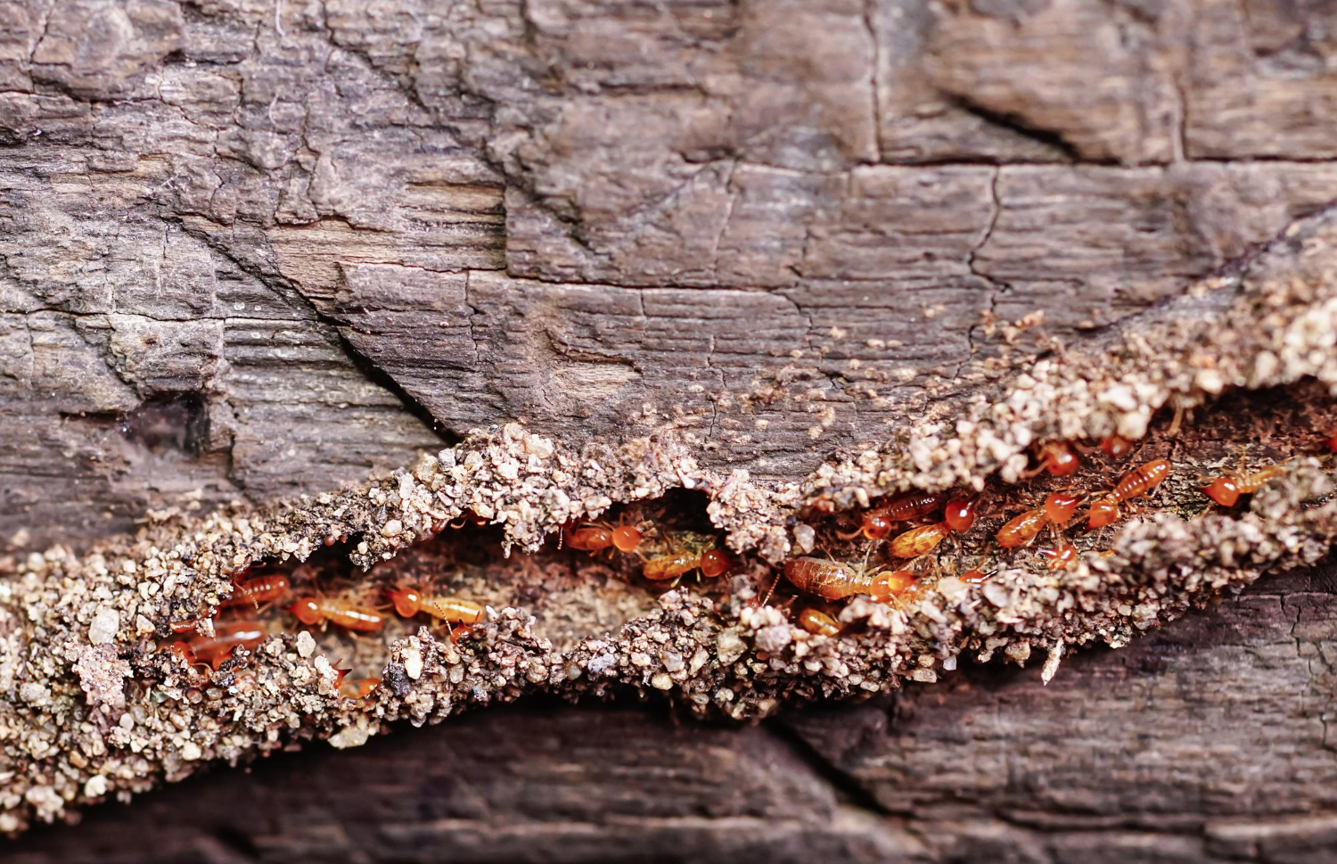 WDIR image termites in wood