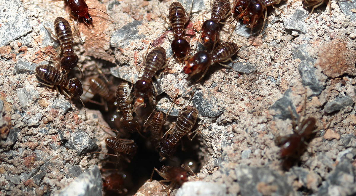 Sentricon vs. Liquid Termite Treatment Compared