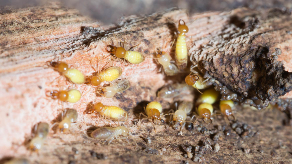 Termite Control in Clinton, NC