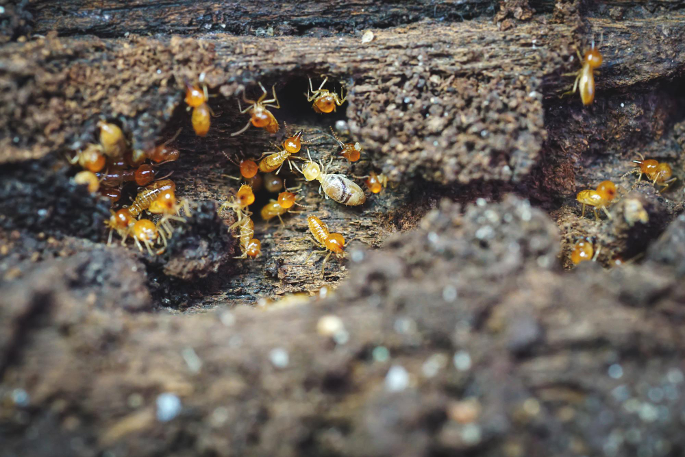 Termite Control in Hope Mills, NC