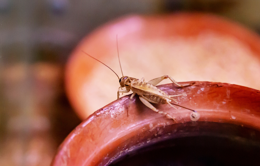 housecricket image termites in wood