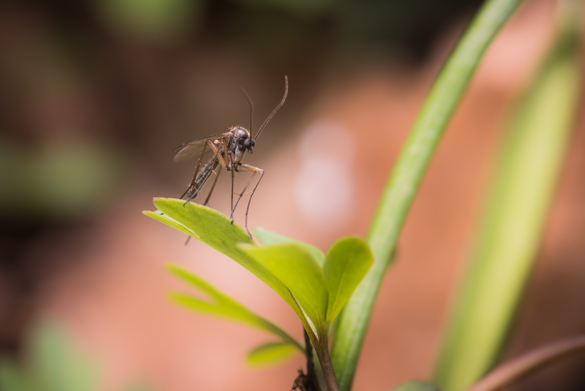 mosquitosinlawn image termites in wood